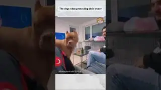 The dogs when protecting their owner #petsbeinggoofy #funny #laughoutloudpets
