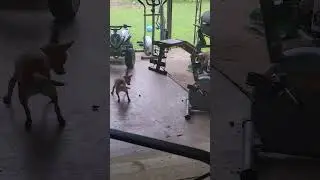 Puppy Love | Chihuahua vs Bug #hilarious #dog