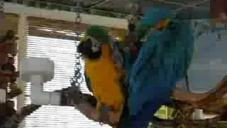 Waving Parrot