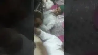 MEENA TABASSUM QAWWAL