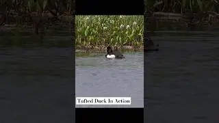 Slow-motion Beauties: Tufted Duck (Vigg) In Action. #birds #nature #shorts