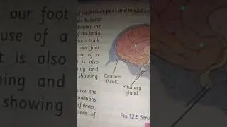 HIND BRAIN