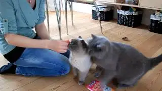 Vitakraft Liquid Snack 1.MOV