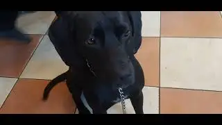 Диета SPB Chibo Dog Булочная ВОЛЬЧИКА 59 Кофе Екатеринбург Куриная Печень Говядина Народный Фермер