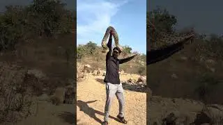 #Indian#rock#Python#Nizamabad #snake#rescue#7981￼897611#🐍🐍🐍🐍🐍