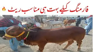 paroa Cow Mandi 2025 ! Supreme Sahiwal Cholistani & Neli Ravi Breeds ! Global Village Farming#foryou