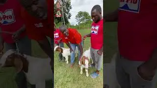 Breeding Goat Is An Art @OwenBigBear44