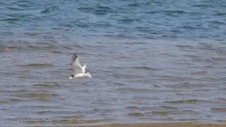 Sabines Gull in flight -  Flask Lake Nosterfield - July 1st 2017