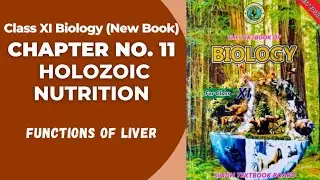 Ch 11 Holozoic Nutrition | Functions of liver | Class 11 biology new book | Sindh board 
