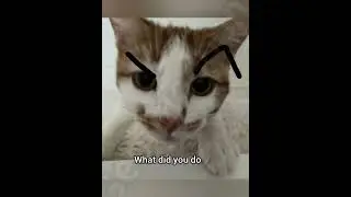 Will you help me hide it? #cat #funny #fyp #memes #georgieebom