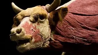 BODY WORLDS: ANIMAL INSIDE OUT set to open in Edmonton