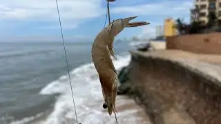 17 PARGOS - PESCA DE PLAYA EN CERRITOS MAZATLÁN CON CAMARÓN 