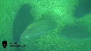 Carp Porn: Volume 1 - WWW.HOBOARMOUR.COM