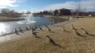 chasing birds Dji phantom 3 professional