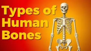Human Bones Classification Guide|Types of Bones Explained