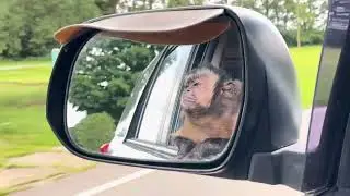 Capuchin Monkey Gunner Boeh In The Mirror
