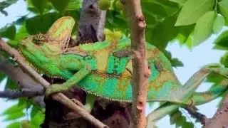 Change skin to green with nurtural