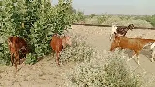 Goats eating fresh fruit in desert with bell sounds | thar thak 