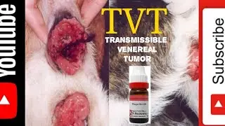 TVT Transmissible venereal tumor । Tumor in vagina of bitch j। कुत्तों में टी वी टी वी (vid-64)