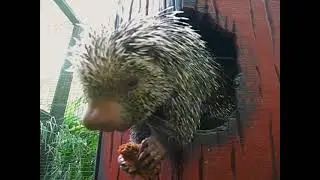 ZOO ANIMALS - Prehensile-tailed Porcupine 🌎