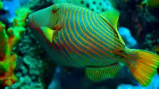 deep sea fish #sea #oceanlife #seawonder