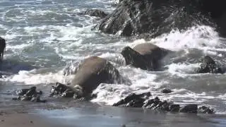 Bull elephant seals fighting