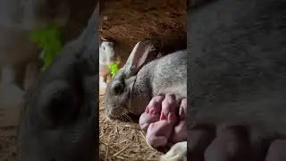Father Rabbit Brings Food to the Mother While Dodging Danger #wildlife #nature #rabbit