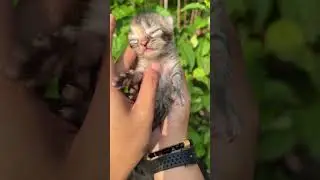 Cute kitten first time open eyes ☺️ #cat #kitten #catlovers