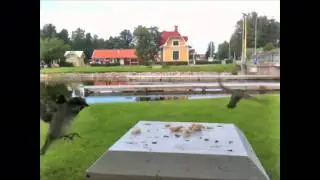Sparvar