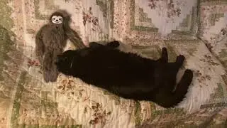 Cat goes Mrap