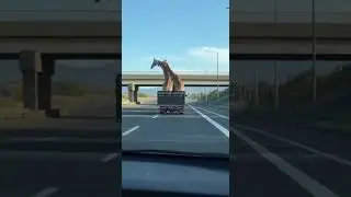 🦒 Giraffe Reflexes 100% &mdash; Bridge Encounter Gone Right! 🦒 Реакція жирафів 100% &mdash; міст не завадив!