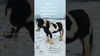 Hier stellen wir unsere Pferdeherde vor, die du bei der Auszeit mit Pferden kennen lernst. :-)