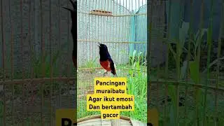 PANCINGAN MURAI BATU AGAR IKUT EMOSI DAN BERTSMBAH GACOR #muraiemosi @Burung gacoranwe