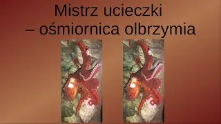Mistrz ucieczki - ośmiornica olbrzymia. Zwierzęcy geniusze || Pakukla