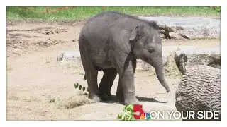 Baby elephant Jet makes public debut at Saint Louis Zoo
