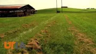 Hay Auction