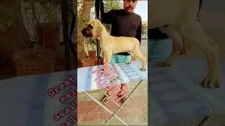 Puppy available for sale #sorts #india #pets #labrador #puppy #dogforadoption #puppyforsale #viral