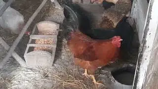 Наші курочки....небагато але є...