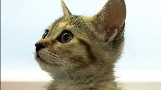 No-Kill Los Angeles saves animals