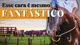 Fantástico de São Pedro, o maior garanhão da Raça Crioula na  Expointer 2024