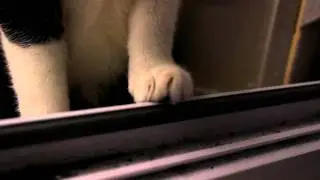 Epic Cat (hacked Panasonic GH1 test)