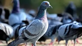 #pigeon #bird #birdwatching #viralvideos #india #explore #trending #nature #facts #beautiful #2025 
