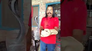 Crazy Snake Playing 😱🐍 crazysnake #crazyplaying #snakeplaying #shorts