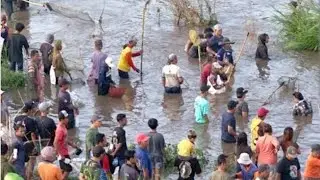 AKAR POHON TUBA BIUS IKAN DI SUNGAI 