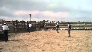 Kevin bull ride