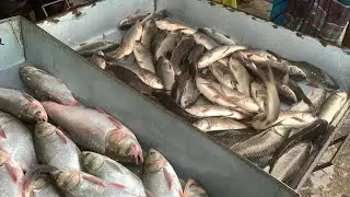 wow big big size katla & Rouifish selling live in Fishmarket by expert fish seller in Bangladesh 