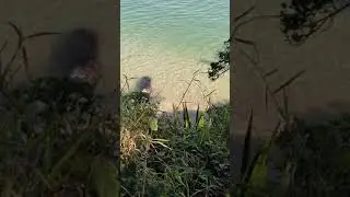 PRA QU&Ecirc; VIAJAR PARA O NORDESTE??? PRAIA DE CIMA- PINHEIRA- PALHO&Ccedil;A- SC #SHORTS