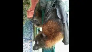 When Do You Release A Bat You've Found ?
