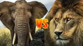 Lion vs Elephant/సింహం Vs ఏనుగు/The Telugu Explorer