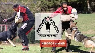 NePoPo&reg; and IGP/IPO, DOG TRAINING